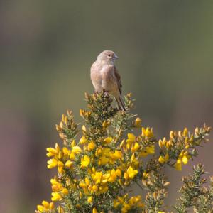 Linnet DM1798