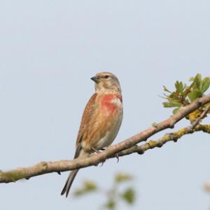 Linnet DM1799