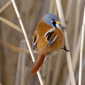 Male Bearded Tit DM1804