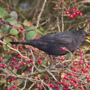Male Blackbird Eating Hawthorn Berries DM1270
