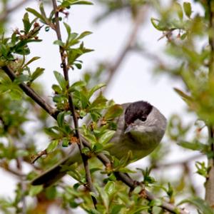 Male Blackcap DM0180
