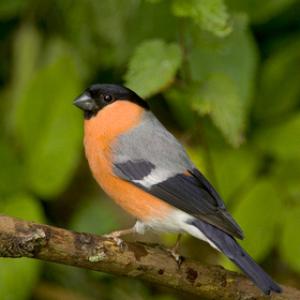 Male Bull Finch DM0874