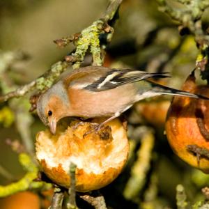 Male Chaffinch DM0762