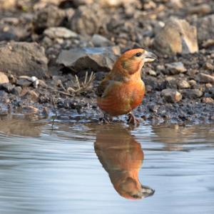 Male Crossbill  DM1783