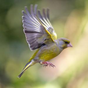 Male Greenfinch DM1796
