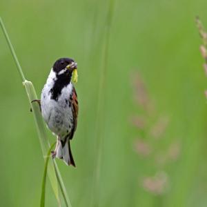Male Reed Bunting DM1788