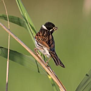 Male Reed Bunting DM1805