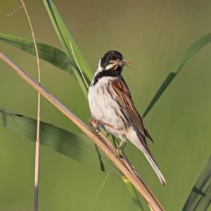 Male Reed Bunting DN1802