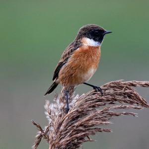 Male Stonechat DM1821