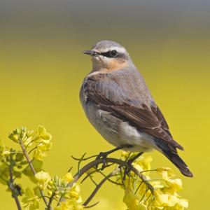 Wheatear on Rape