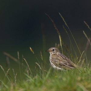 Meadow Pipit