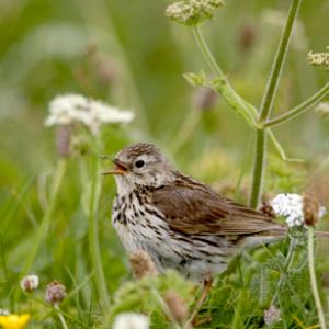Meadow Pipit 2