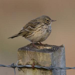 Meadow Pipit on a Post DM0864