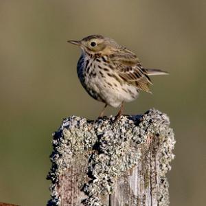 Meadow Pippet