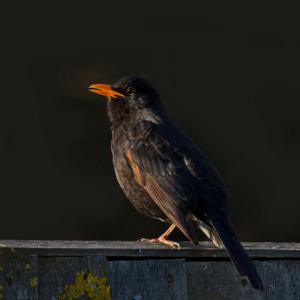 Morning Blackbird  DM1803