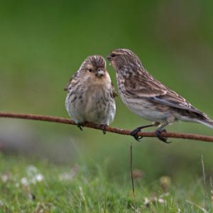 Pair of Redpolls DM1806