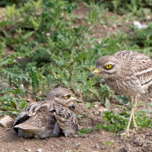 Pair of Stone Culews at a Nest