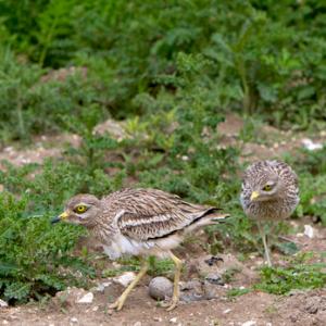 Pair of Stone Culews at a Nest