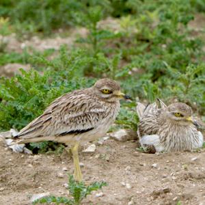 Pair of Stone Culews at a Nest