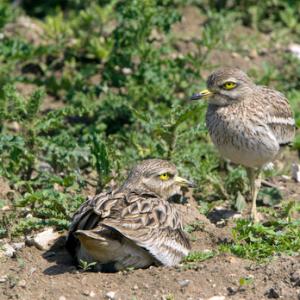 Pair of Stone Culews at a Nest