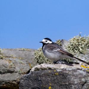 Pied Wagtail DM0845