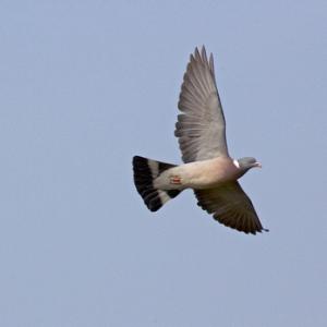 Pigeon in Flight DM0803