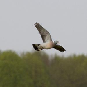 Pigeon in Flight DM0804