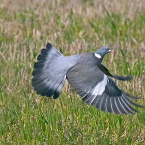 Pigeon in Flight DM0805