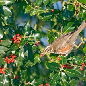Redwing in a Holly Bush 2 DM0163