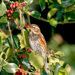Redwing in a Holly Bush 3 DM0167