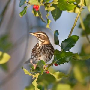 Redwing in a Holly Bush DM0158 1