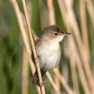 Reed Warbler DM1875