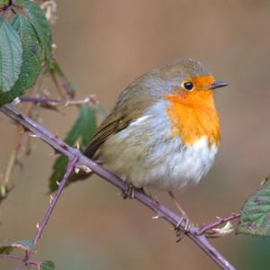 Robin DM0183 