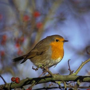 Robin DM0889