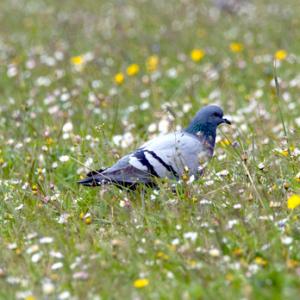 Rock Dove DM0847