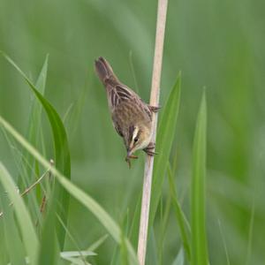 Sedge Warbler DM1807