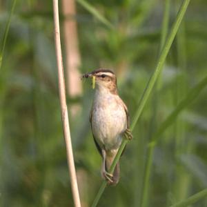 Sedge Warbler DM1808