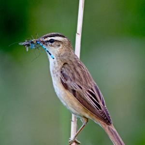 Sedge Warbler DM1809