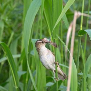 Sedge Warbler DM1810