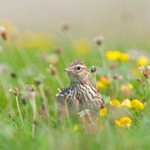 Skylark DM0162