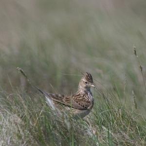 Skylark DM0811
