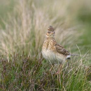 Skylark DM0848