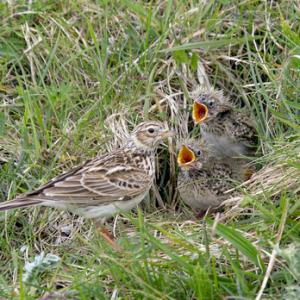 Skylark and Chicks DM0836