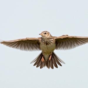 Skylark in Flight  DM0171