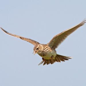 Skylark in Flight 1