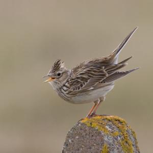 Skylark on a Post DM0867