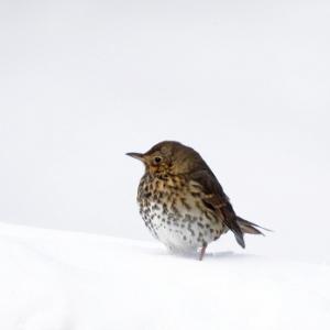 Song Thrush in the Snow DM1814