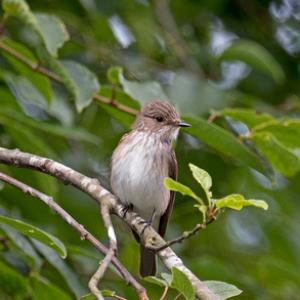 Spotted Flycatcher  DM1815