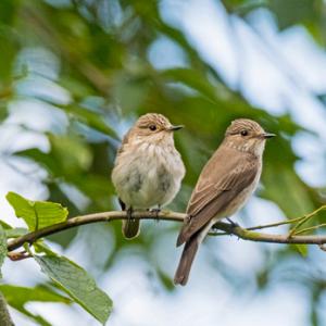 Spotted Flycatchers DM1817