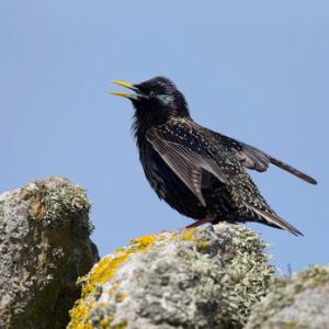 Starling  DM1819
